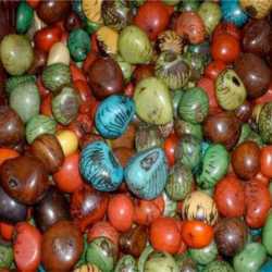 Tagua Perles Graine